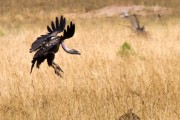 White-backed vulture : 2014 Uganda